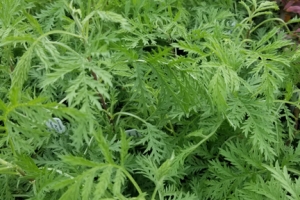 Artemisia 'Sun Fern'